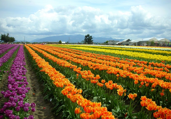 Tulip fields of Skagit Valley